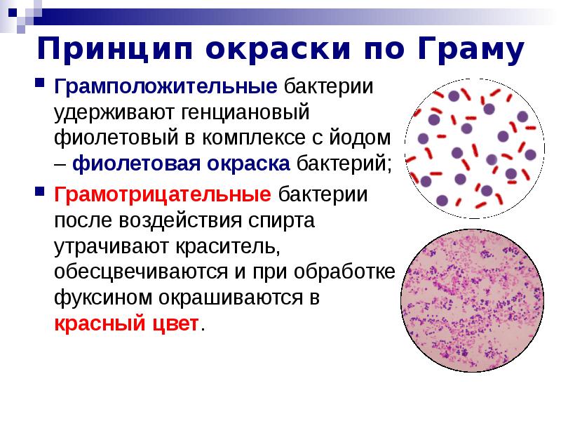 Грамположительные и грамотрицательные бактерии презентация