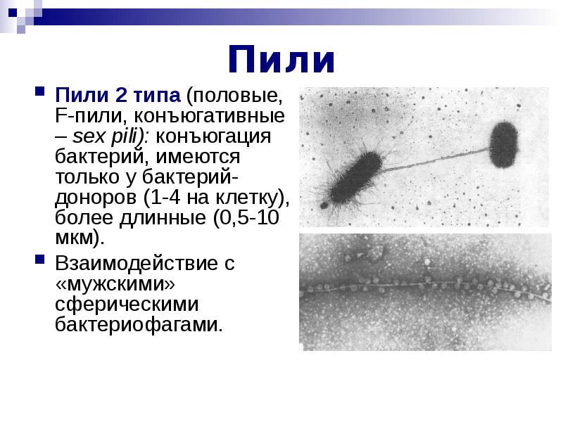 Фимбрии бактерий картинки