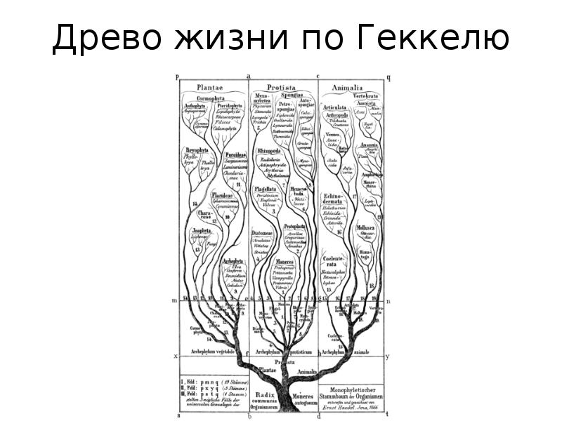 Родословная цветов