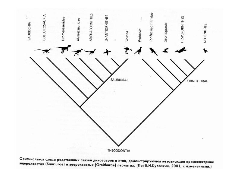 Систематика птиц схема