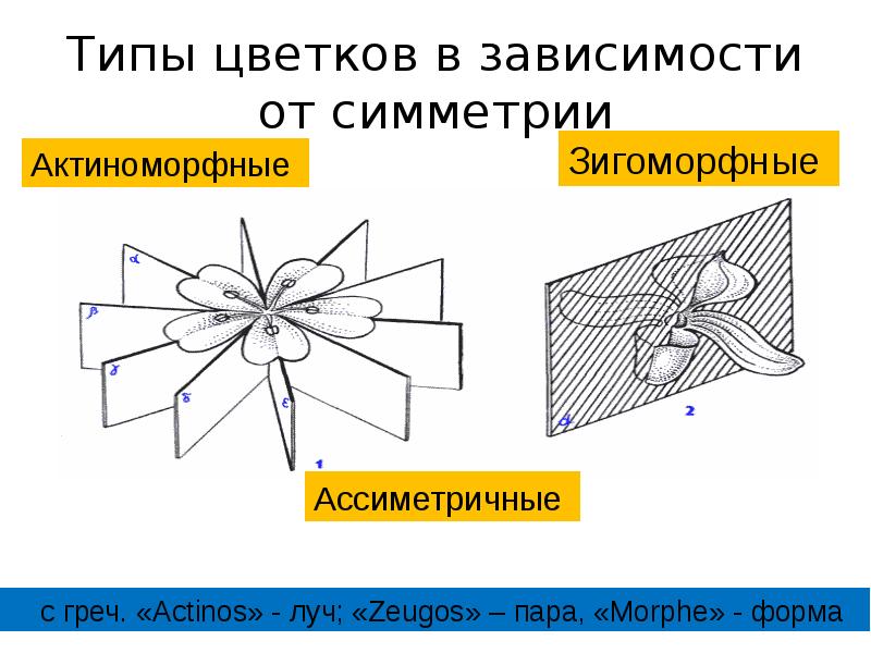 актиноморфные и зигоморфные цветки, зигоморфный тип цветка, актиноморфный цветок, примеры зигоморфных цветков