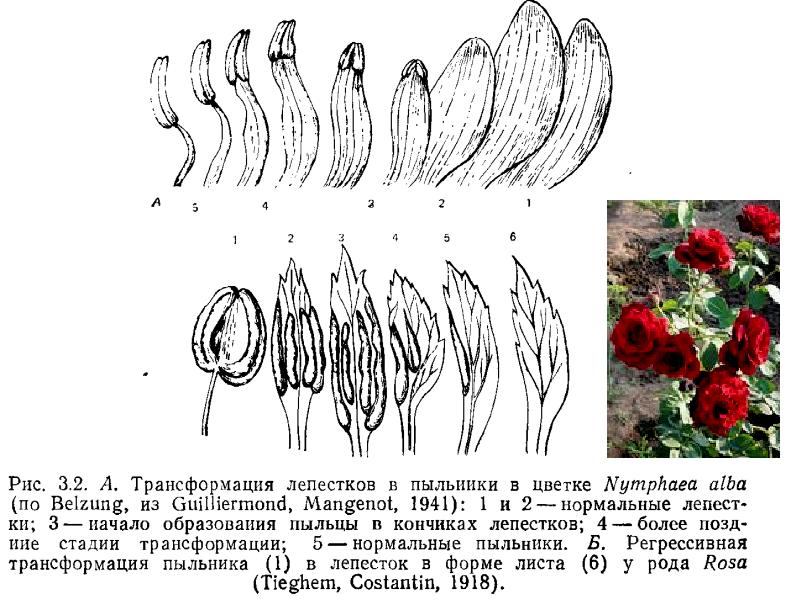 Диаграмма цветка голосеменных растений