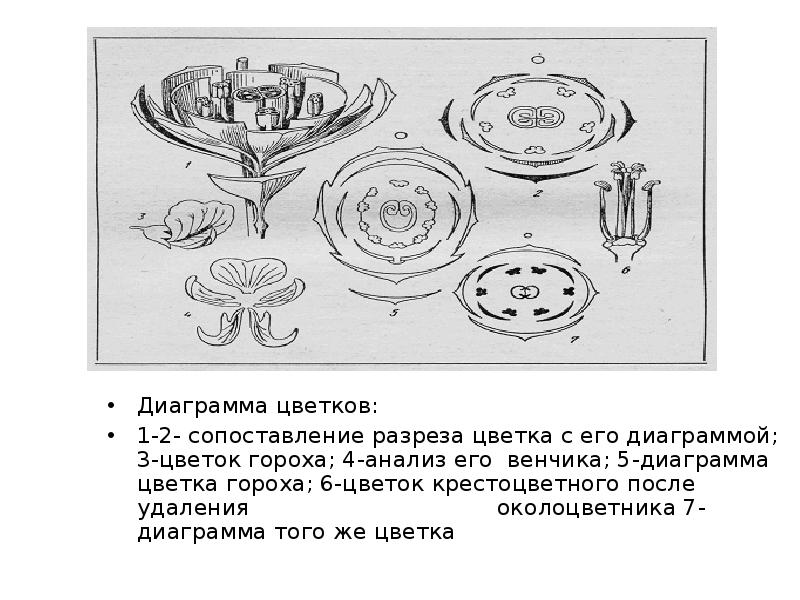 Диаграмма цветка злаковых схема