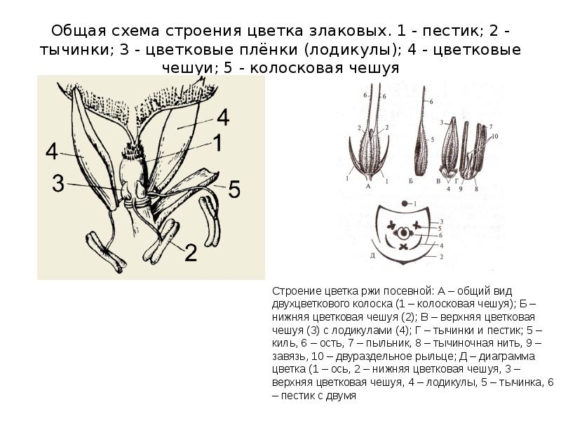 Диаграмма цветка осоковых