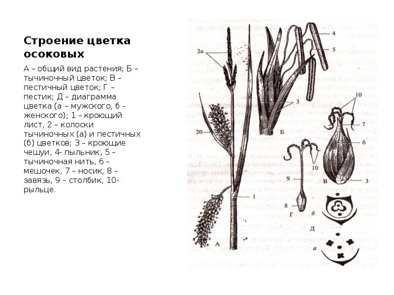 Диаграмма цветка голосеменных растений