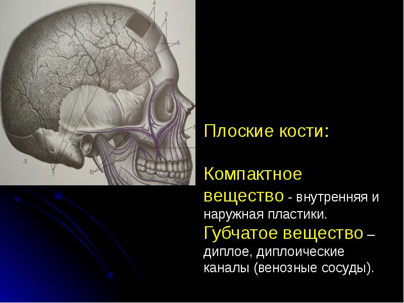 Плоские кости:  Компактное вещество - внутренняя и наружная пластики. Губчатое