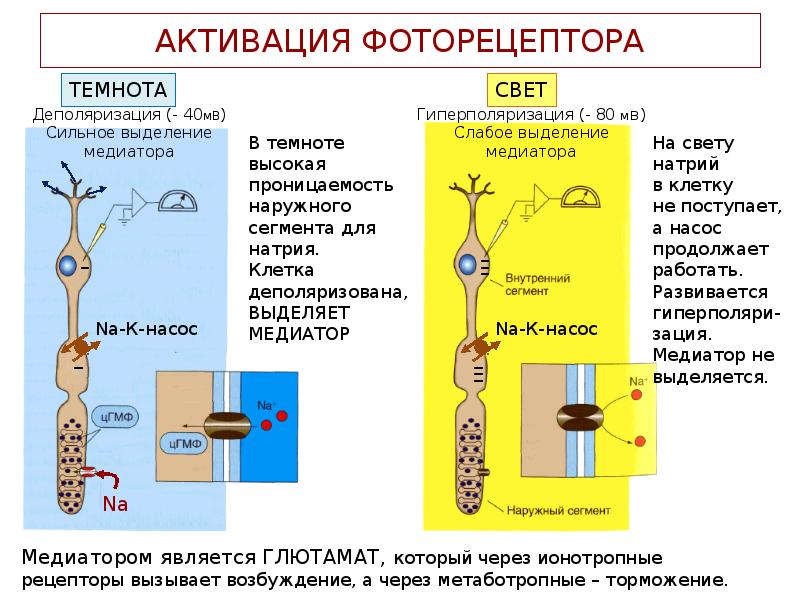 Схема сенсорные преобразования в фоторецепторах