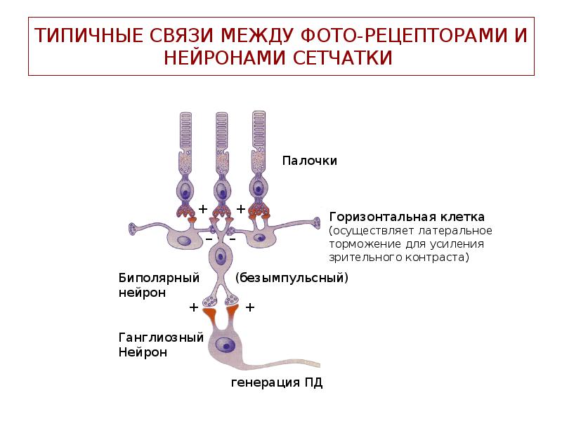 Нейроны обеспечивающие горизонтальные связи сетчатки и увеличивающими контрастность изображения