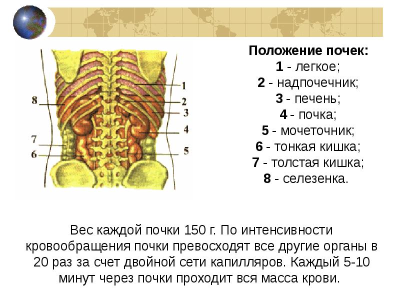 Местоположение почек в организме. Расположение почек у человека спереди. Расположение почек вид спереди. Схема расположения почек у человека. Положение почек анатомия.