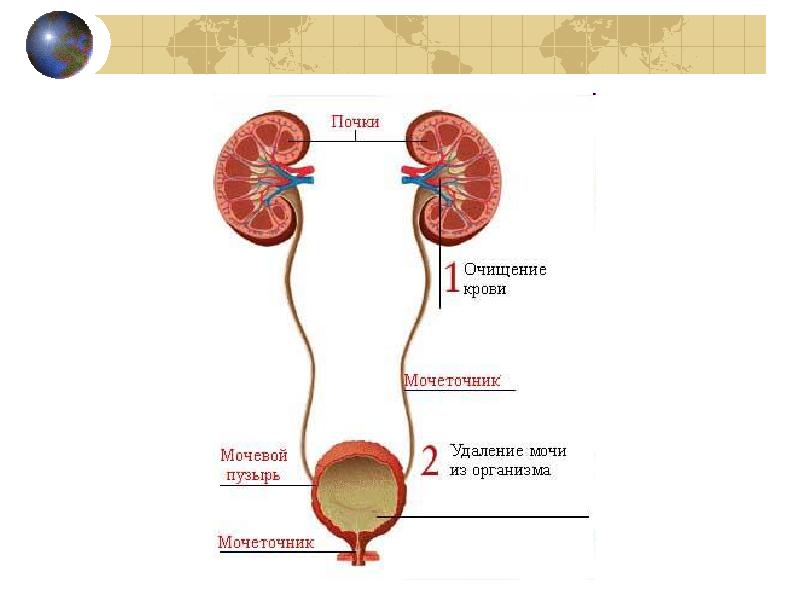 Строение почки и мочевого пузыря. Выделительная система млекопитающих схема. Выделительная система человека мочевой пузырь. Схема почек и мочеточников. Система выделения человека.