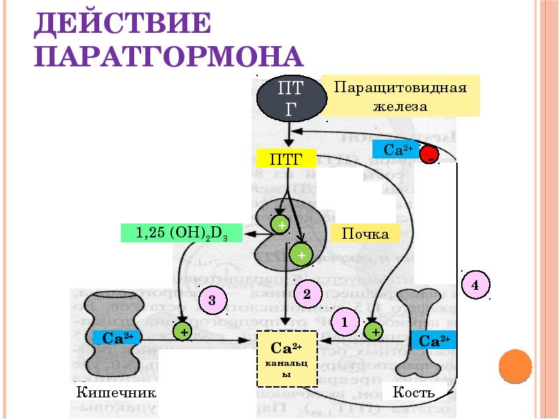 Схема синтеза паратгормона