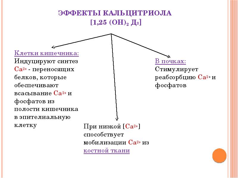 Механизм действия кальцитонина схема