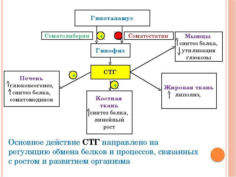 Гормональная регуляция схема