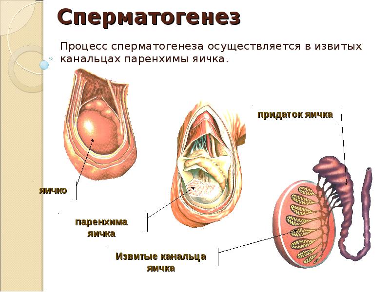 Презентация на тему 