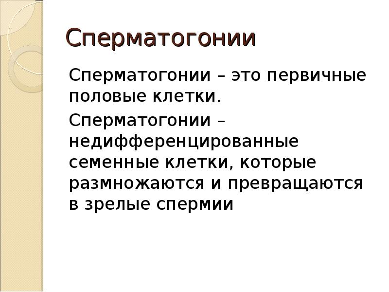 Сперматогонии. Типы сперматогониев. Сперматогонии дифференцируются. Первичные и вторичные половые клетки.