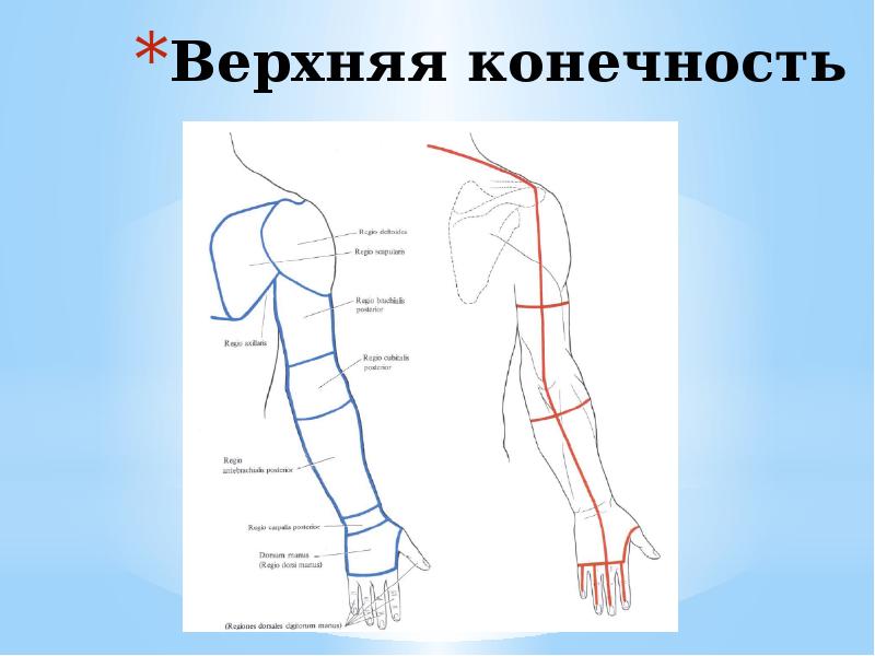 строение пояса верхних конечностей анатомия. мышцы предплечья руки человека анатомия. правой верхней конечности. кости скелета пояса верхних конечностей. название костей свободной верхней конечности.