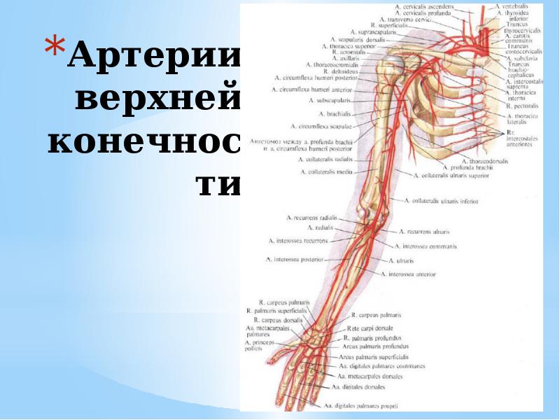 Кровообращение верхней конечности. Схема кровоснабжения верхней конечности. Артерии верхней конечности анатомия схема. Артерии и вены верхней конечности схема. Схема ветвления артерий верхней конечности.