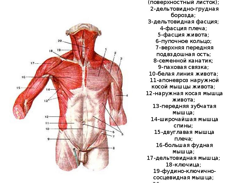 Верхние мышцы туловища. Мышцы туловища спереди схема. Поверхностные мышцы туловища вид спереди. Мышцы туловища спереди анатомия. Мышцы туловища груди спины живота.