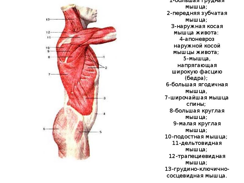 Топография спины