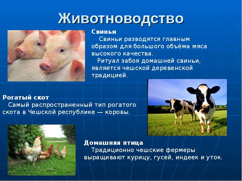 Проект наши сельскохозяйственные животные