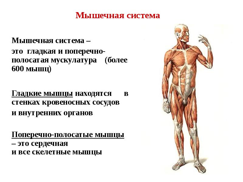 Мышцы представляют