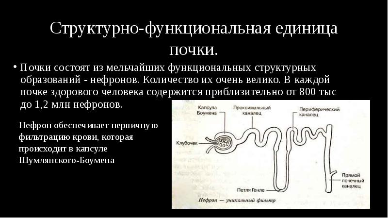 Структурно-функциональная единица почки.
Почки состоят из мельчайших функциональных структурных образований - Структурно-функциональная единица почки.
Почки состоят из мельчайших функциональных структурных образований -