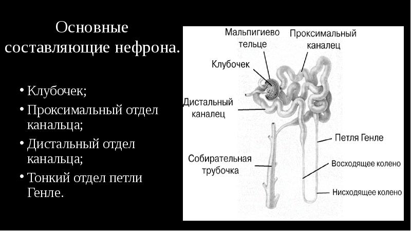Основные составляющие нефрона.
Клубочек;
Проксимальный отдел канальца;
Дистальный отдел канальца; Основные составляющие нефрона.
Клубочек;
Проксимальный отдел канальца;
Дистальный отдел канальца;