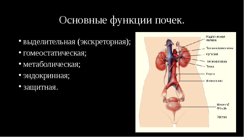 Основные функции почек.
выделительная (экскреторная);
гомеостатическая;
метаболическая;
эндокринная;
защитная. Основные функции почек.
выделительная (экскреторная);
гомеостатическая;
метаболическая;
эндокринная;
защитная.
