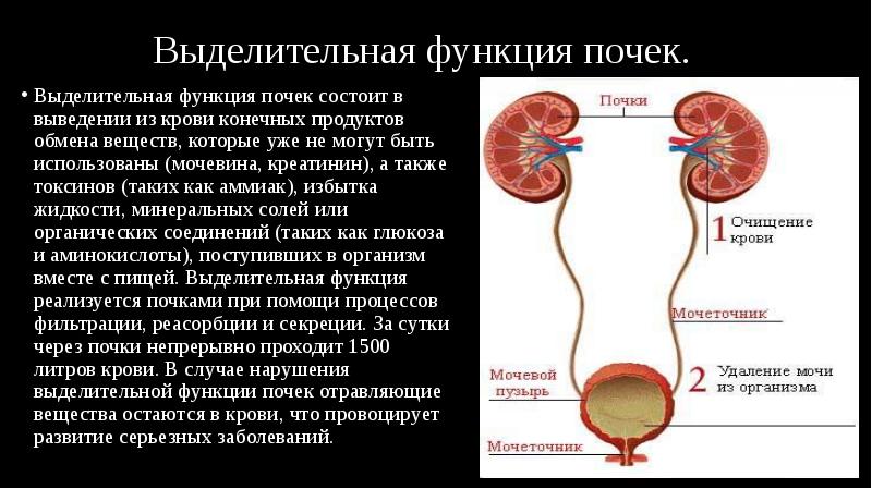 Выделительная функция почек.
Выделительная функция почек состоит в выведении из крови Выделительная функция почек.
Выделительная функция почек состоит в выведении из крови