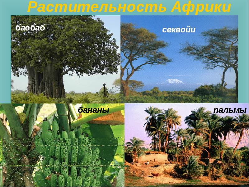 Растения африки презентация