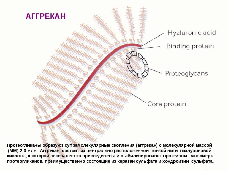 Презентация на тему артрозы