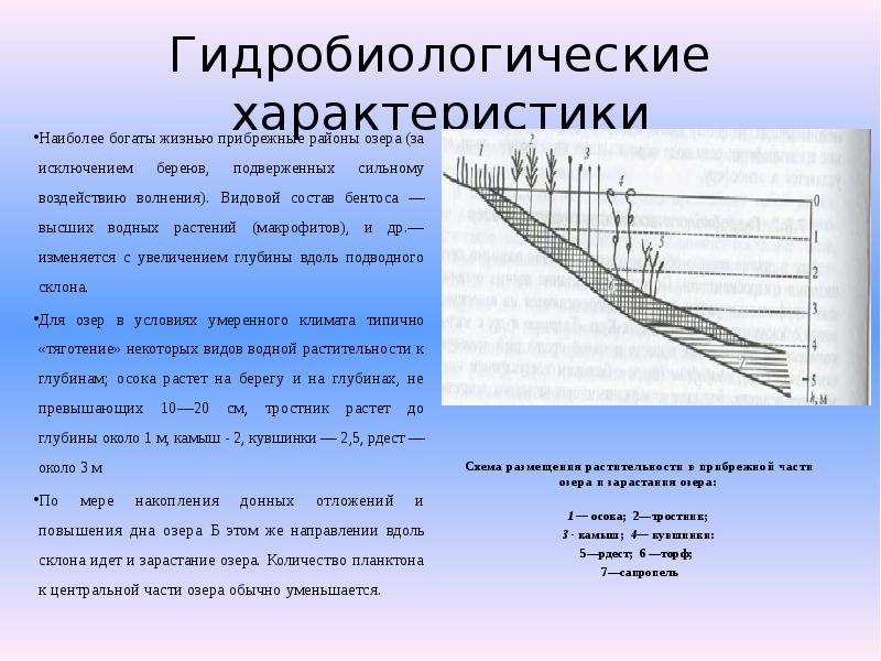 Охарактеризуйте наиболее. Гидробиологические характеристики. Гидробиологические свойства воды. Гидробиологическая характеристика водоема. Гидробиологические особенности рек.