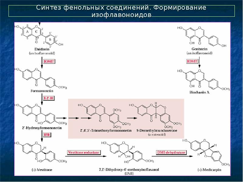 Фенольные соединения фото