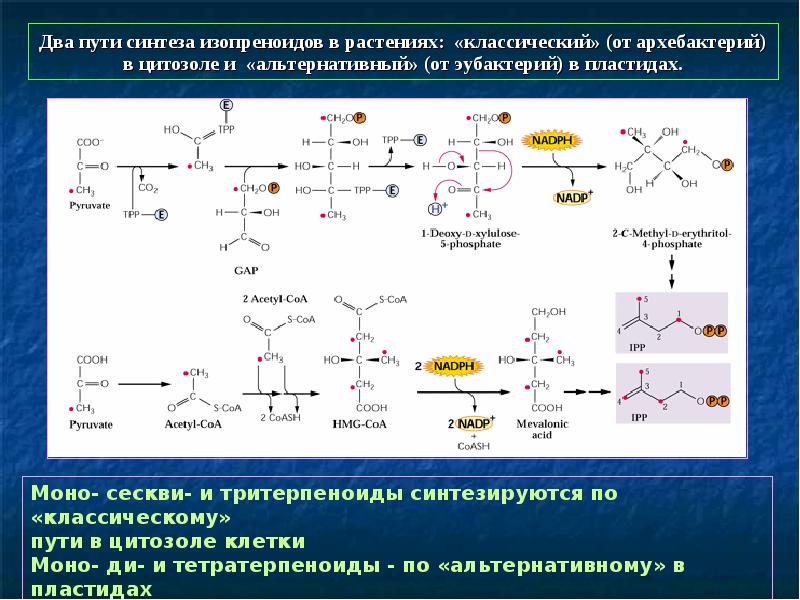 Какими двумя путями. Изопреноиды (тритерпеноиды. Тритерпеноиды в растениях. Изопреноиды химическая формула. Новые пути синтеза.