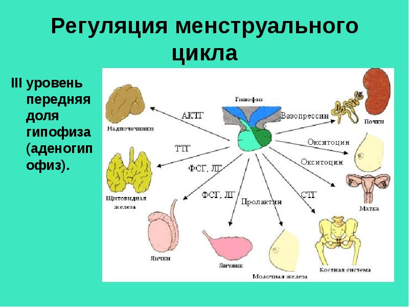 Схема репродуктивной системы