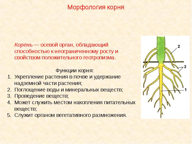 Наличие главного корня. Корень вегетативный орган растения. Функции корня растений. Функции корня ботаника. Корень это осевой вегетативный орган растения.