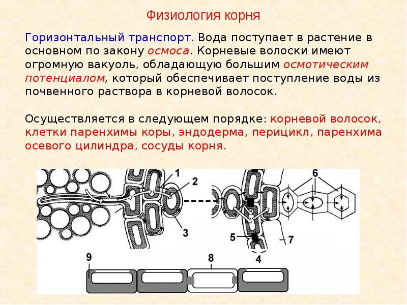 Симпластный апопластный вакуолярный пути транспорта веществ и их значение презентация