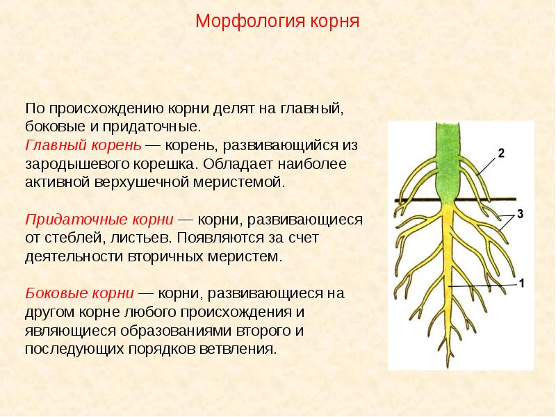 Вегетативные органы рисунок