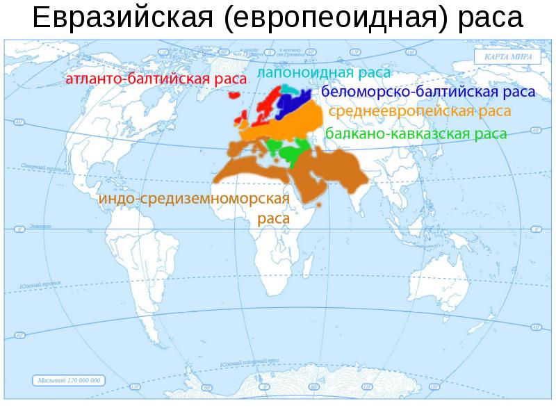 Евразийская (европеоидная) раса