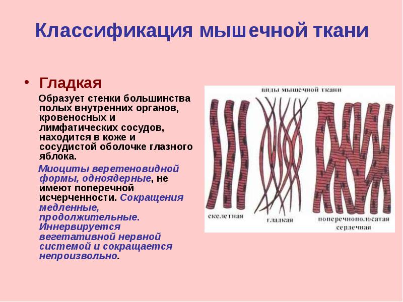 Какие ткани образуют стенки сердца