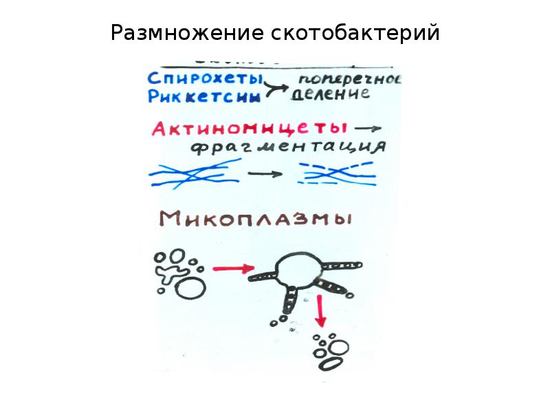 Физиология и биохимия микроорганизмов презентация