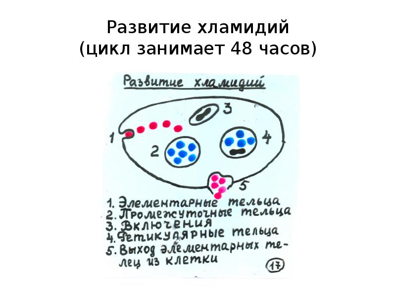 Жизненный цикл хламидий схема