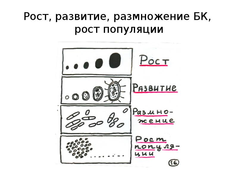 Рост и питание микроорганизмов презентация