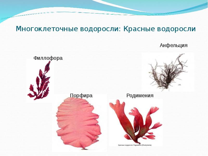 Красные водоросли презентация