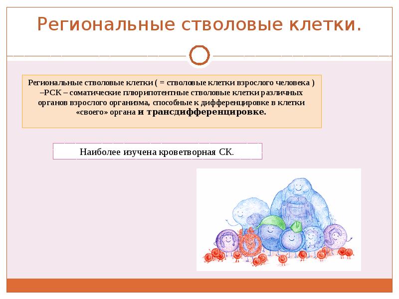 Стволовые клетки презентация 11 класс