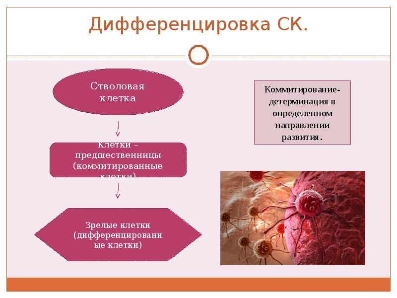 Стволовые клетки гистология презентация