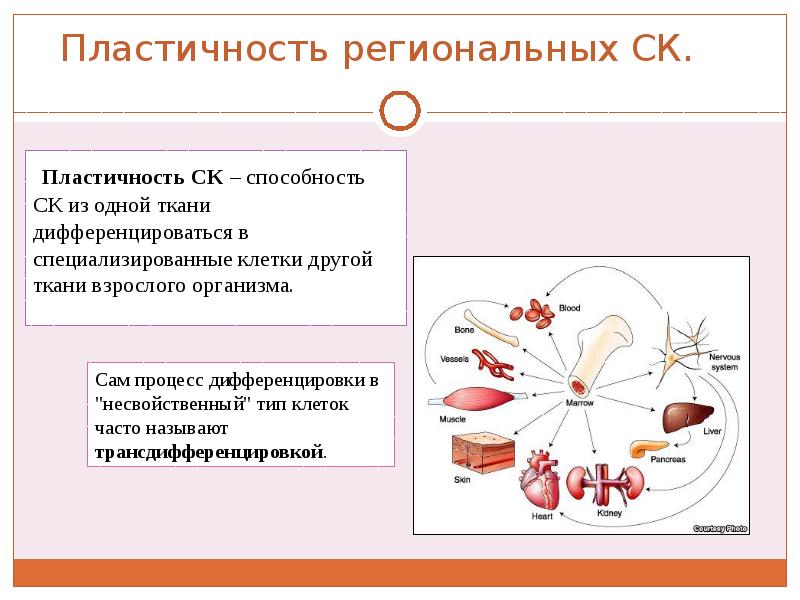 прочность. свойства нервных центров пластичность. пластичность ткани. пластические свойства материалов. пластичность ткани.