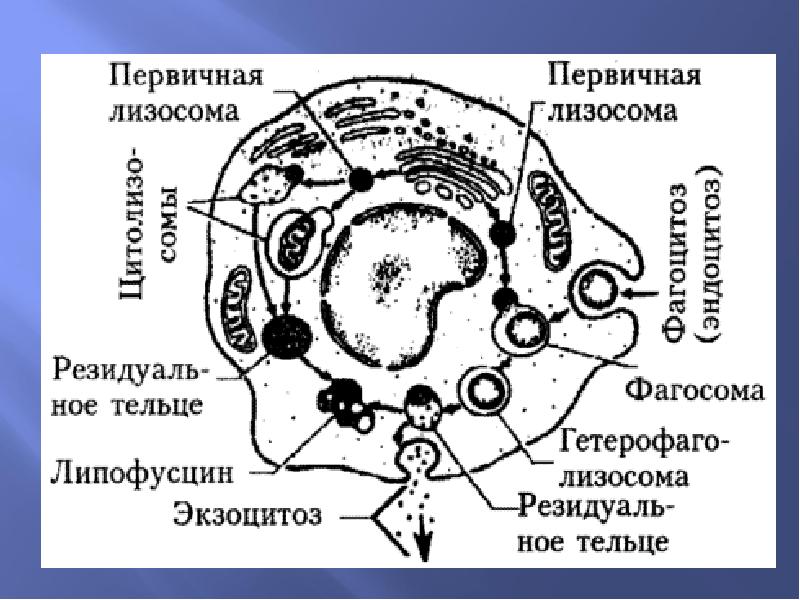 Первичная лизосома рисунок