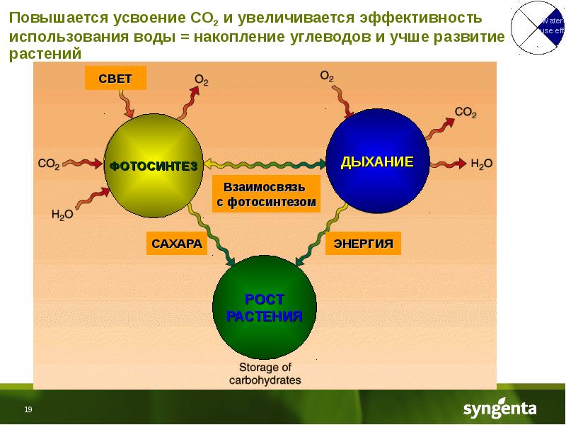 Эффективность использования воды. Эффективность использования воды растениями. Взаимосвязь фотосинтеза и дыхания. Накопление углеводов в клетках растений.