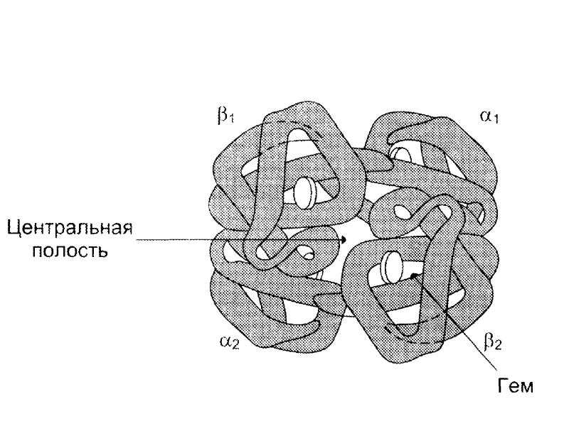 Протомер это биохимия. Четвертичная структура белка это структура. Структура белковой молекулы биохимия. Полипептидной структуры. Активный центр гемоглобина схема.